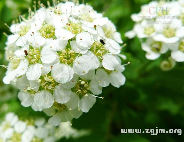 繡線菊花語