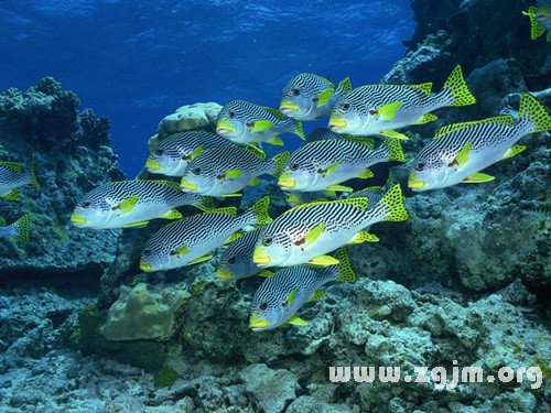 夢見孕婦賣魚