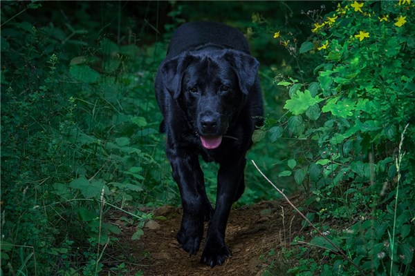 夢到了打黑狗有什麼意思_周公解夢