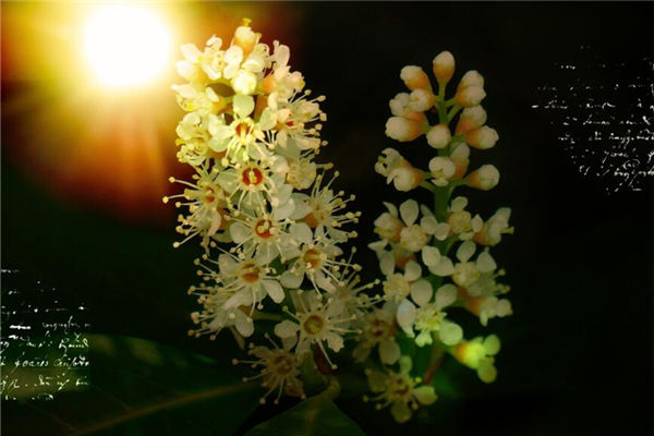 夢見桂花樹_周公解夢