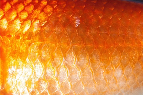 夢到了魚麟的預兆_周公解夢