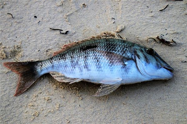 夢見把魚打死了_周公解夢