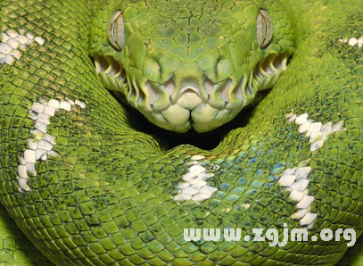 夢見綠色大蟒蛇