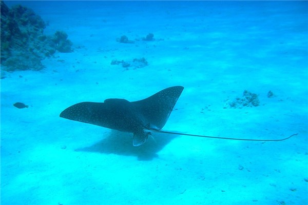 夢見魔鬼魚是好的徵兆嗎_周公解夢