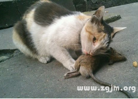夢見貓吃老鼠
