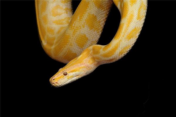 夢見黃金蟒蛇_周公解夢