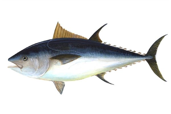 夢到死黑魚有什麼意義嗎_周公解夢