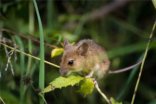 夢見老鼠跑了_周公解夢
