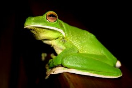 夢見綠色大青蛙
