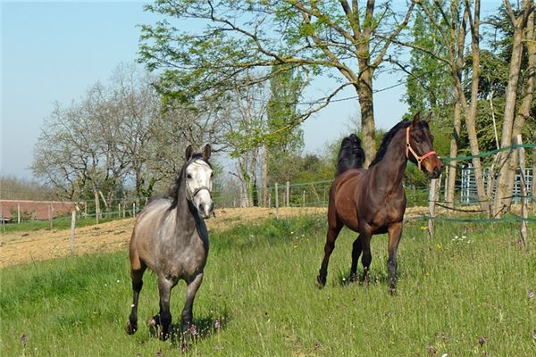 55歲屬什麼生肖2021_十二生肖