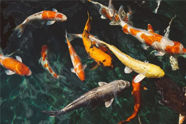 夢到魚和水預示著什麼_周公解夢