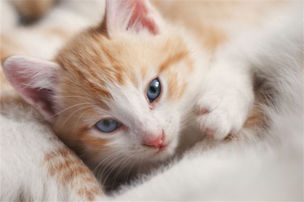 夢見好多小貓_周公解夢