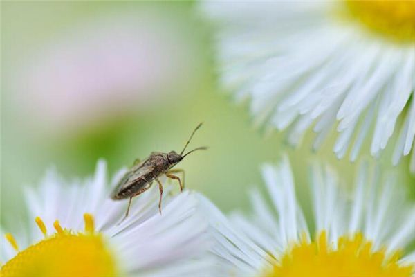 做夢夢見蟲子_周公解夢