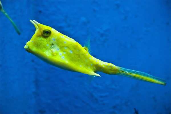 夢見黃顙魚是啥意思_周公解夢