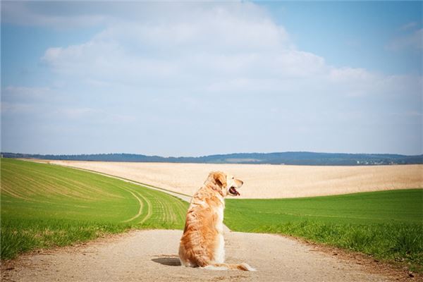 女人夢見狗丟了_周公解夢