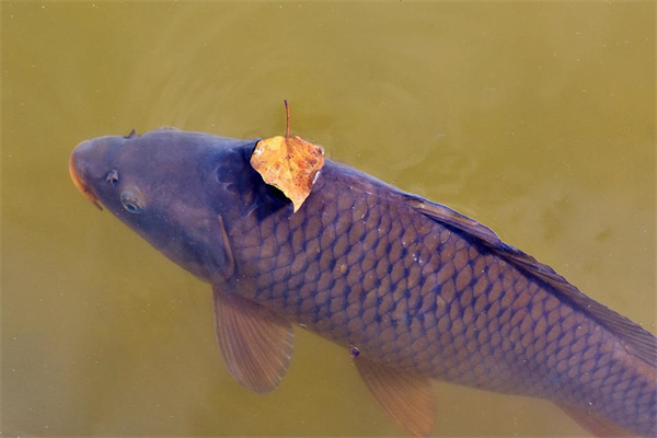 夢到了河魚是啥預兆_周公解夢