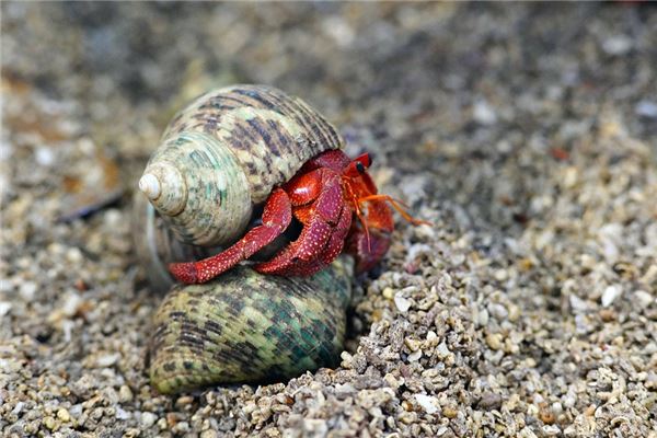 夢見魚蟹是什麼意思_周公解夢