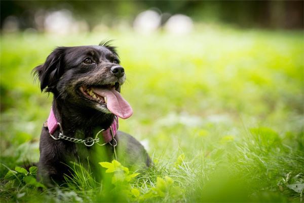 夢見狗很熱情舔我_周公解夢