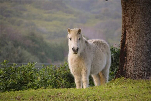 屬馬年份和性格_十二生肖