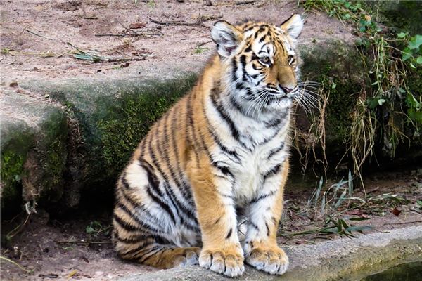 屬虎的性格和脾氣分享_十二生肖