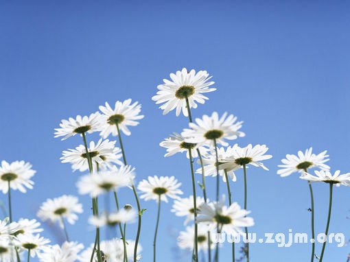 水瓶座幸運花和情愛世界_十二星座