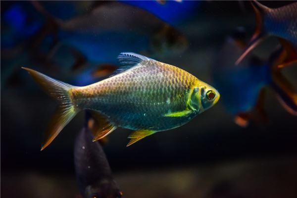 夢到特別大的大魚_周公解夢