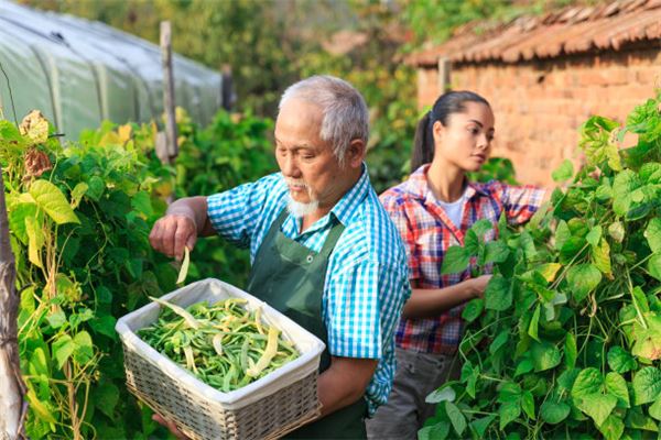 夢見豆角長勢旺盛_周公解夢