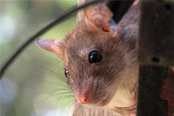 08年5月屬鼠的婚姻怎樣_十二生肖