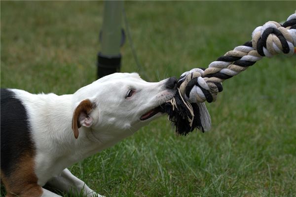 夢見自己被狗咬傷_周公解夢