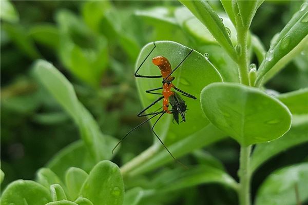 夢見除蟲會有什麼預兆_周公解夢