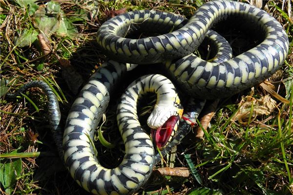 夢見打死了蛇_周公解夢