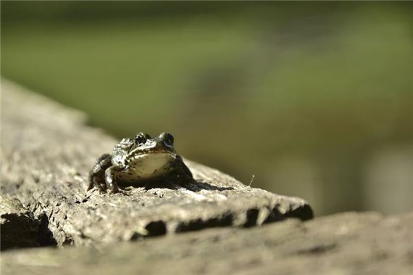 夢到癩蛤蟆_周公解夢