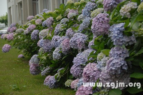 夢見繡球花開