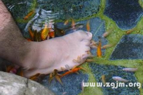 夢見被魚咬