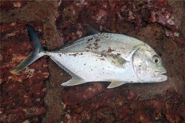夢到武昌魚意味著什麼_周公解夢