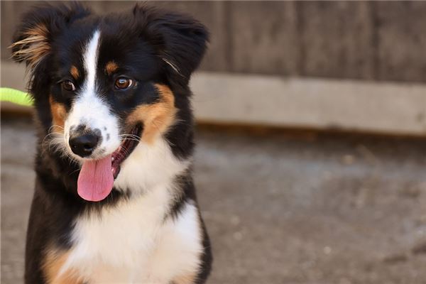 夢到逮狗怎麼樣_周公解夢