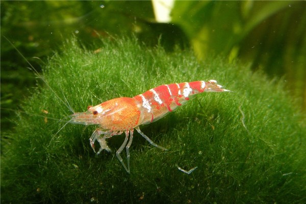 夢見蝦魚是啥預兆_周公解夢