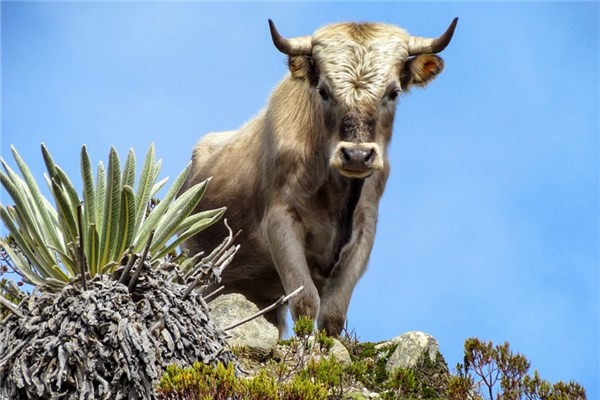 夢到飛牛是好事還是壞事_周公解夢