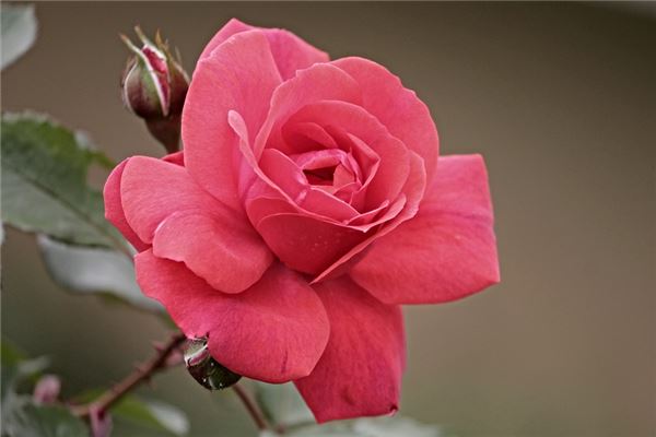 夢到玫瑰花樹是好是壞_周公解夢