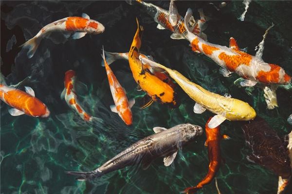 夢見錦鯉魚是什麼意思_周公解夢