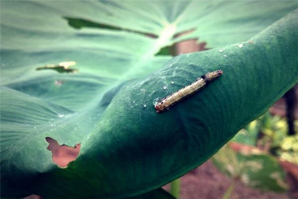 夢到蛆蟲滿地都是_周公解夢