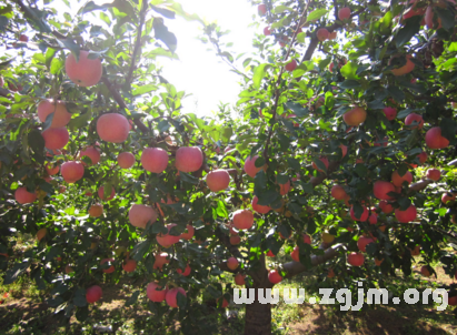 夢見蘋果樹林