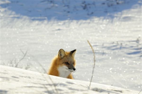 夢見狐狸咬我_周公解夢