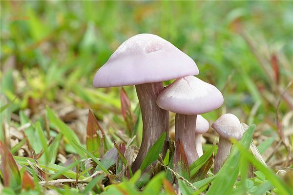 夢見蘑菇:生活富裕_周公解夢