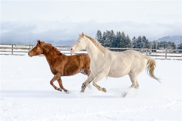 2014年馬2021年運勢_十二生肖