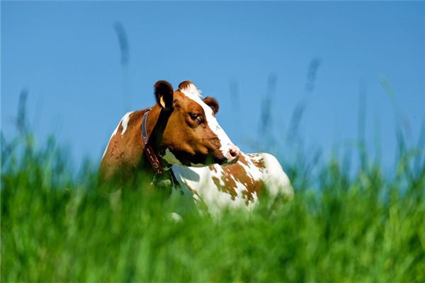 夢見牛跑了_周公解夢