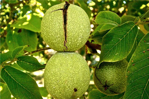 夢到了核頭什麼預兆_周公解夢