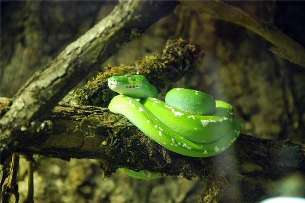 夢見自己被大蟒蛇追趕_周公解夢