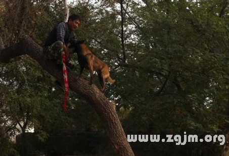 夢見狗會爬樹