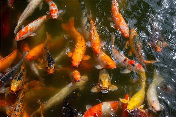 夢見看魚有什麼預示嗎_周公解夢